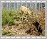 wolves